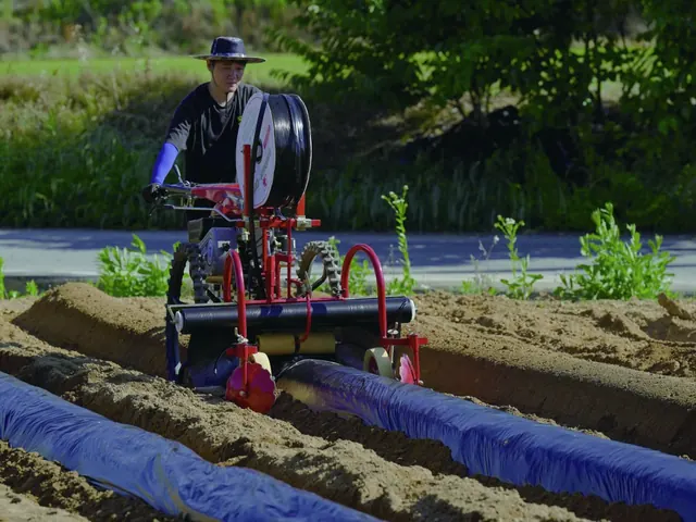 Motocultor tendiendo plástico y cinta de goteo sobre camas de cultivo recién formadas