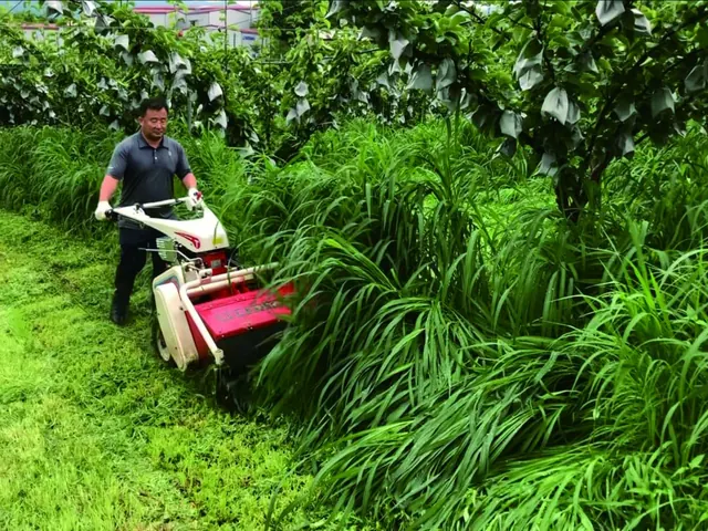 Desbrozadora cortando hierba alta entre los árboles de un frutal