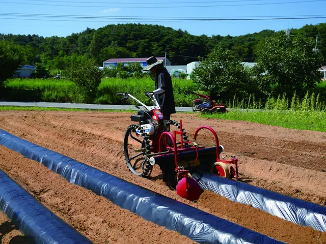 Motocultor colocando plástico negro sobre camas largas en el campo