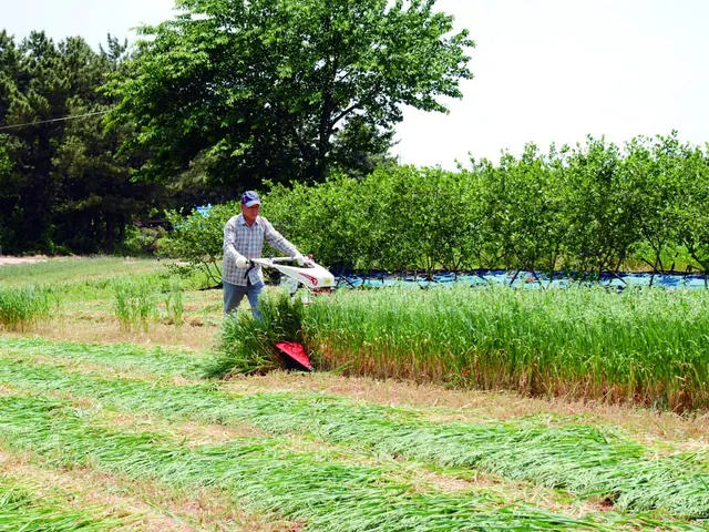 Segadora de barra cortando cereal maduro en el borde de un campo