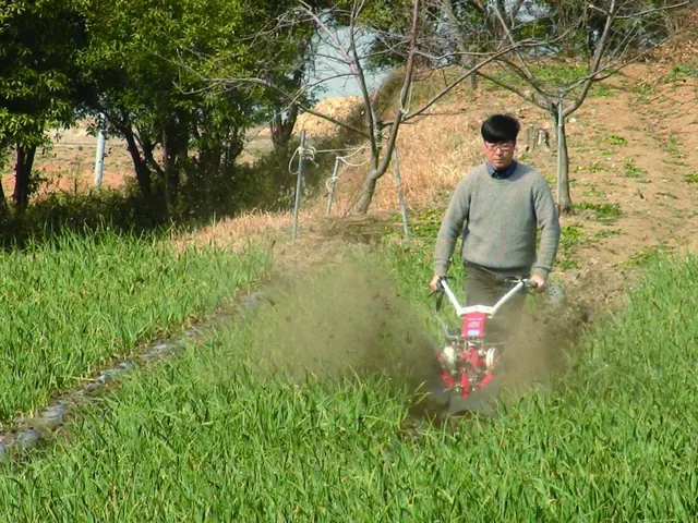 Motocultor fresando el suelo entre árboles frutales