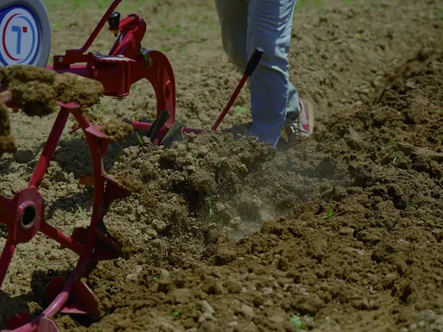 Aporcador de discos de un motocultor amontonando tierra junto a la planta