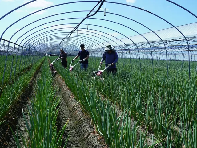 Trabajo con motocultores dentro de un invernadero de túnel con cultivo en hileras